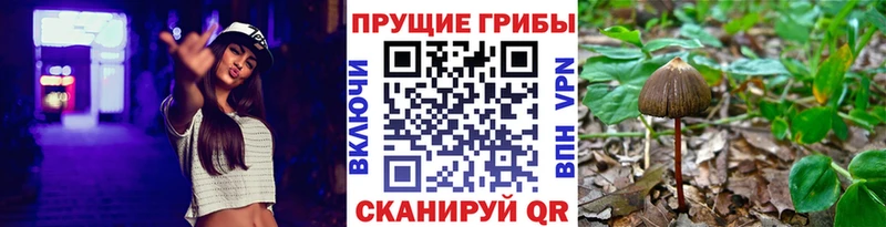 Галлюциногенные грибы Cubensis  Тосно 